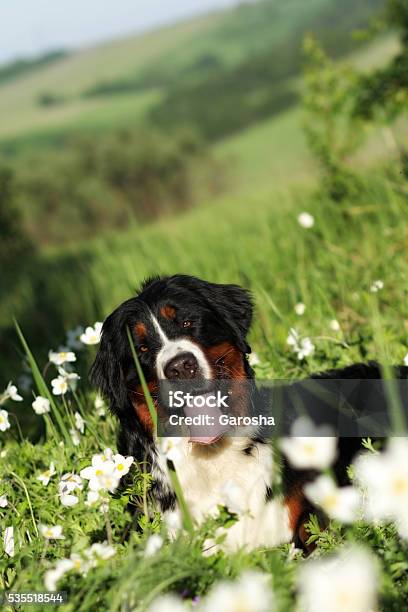 Foto de Linda Feliz Cão Bernese Montanhês e mais fotos de stock de Alegria - Alegria, Amizade, Amor