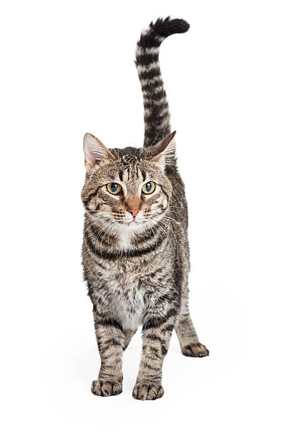 istock Domestic Shorthair Tabby Cat Standing 535519063