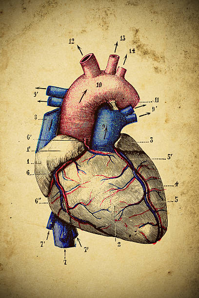 istock Medical scientific illustration on yellow paper: Heart 535519085