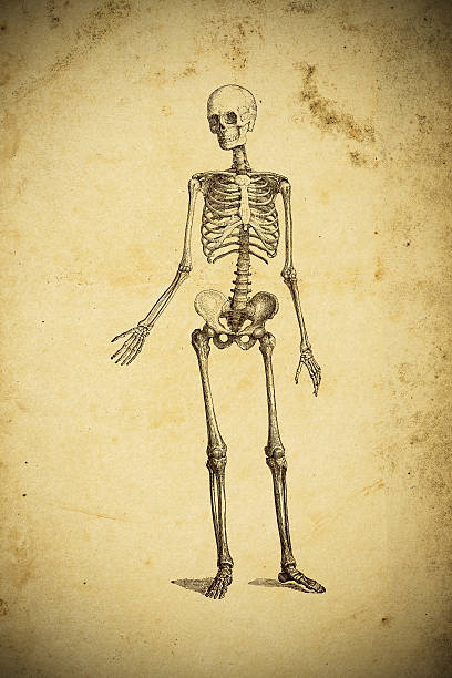 istock Medical scientific illustration on yellow paper: skeleton 535519421