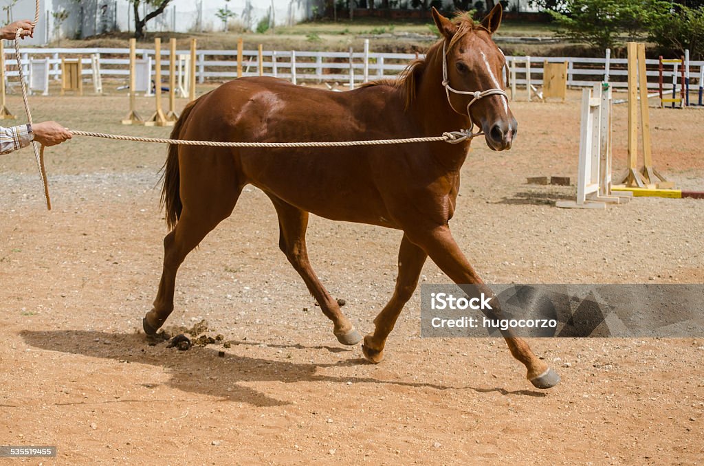 Training Natural horsemanship of a mare Foal - Young Animal Stock Photo