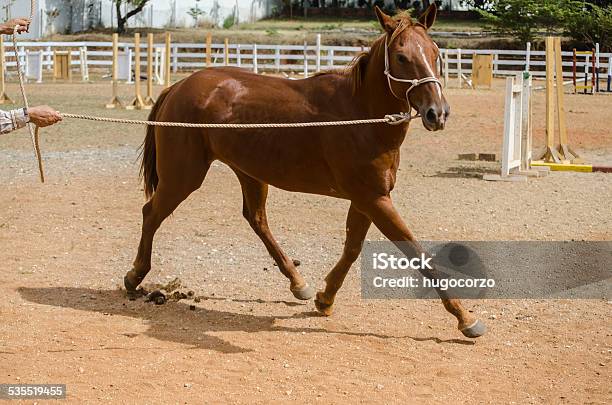 Training Stock Photo - Download Image Now - Foal - Young Animal, Sports Training, 2015