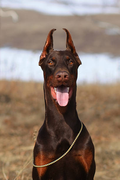 istock beautiful purebred brown Doberman dog 535520290