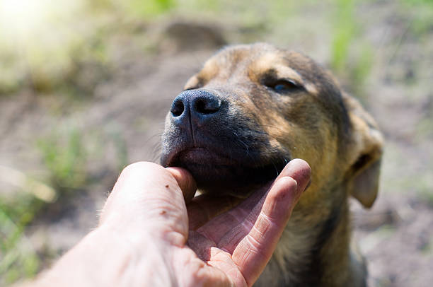 istock Human hand patting dog head 535520324