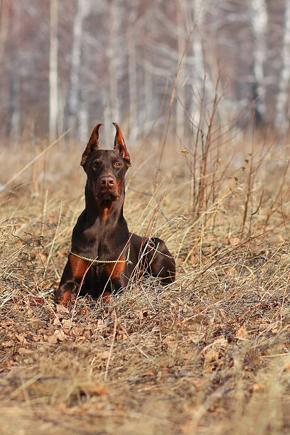 istock beautiful purebred brown Doberman champion 535520550
