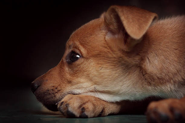Hand playing with puppy