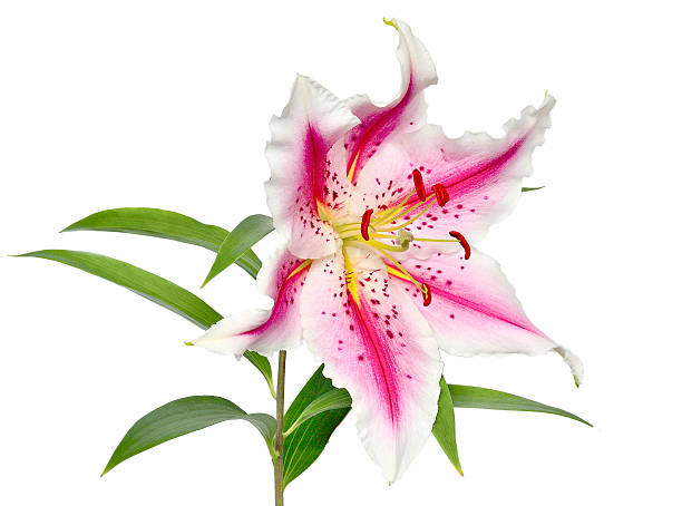 розовая лилия, изолированные на белом - lily pink stargazer lily flower стоковые фото и изображения