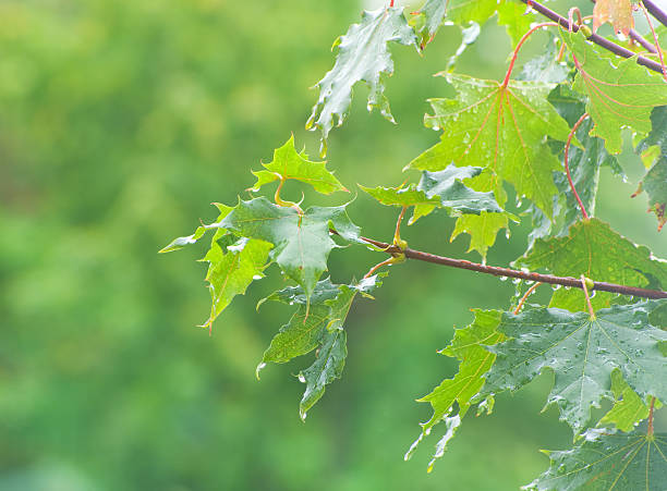 istock Branch of maple with green leaves 535521550