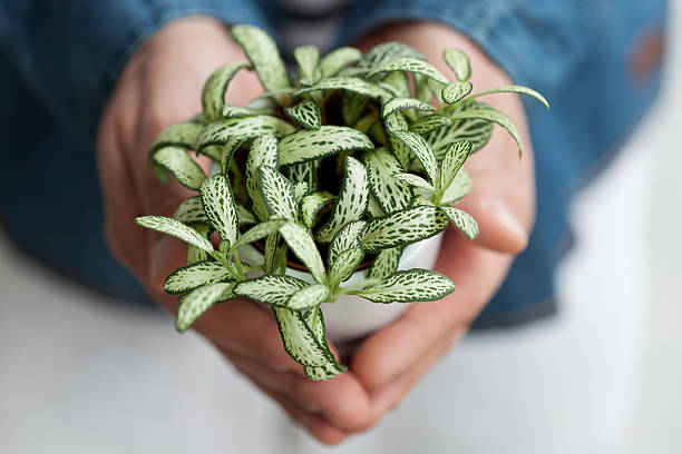 Little houseplant