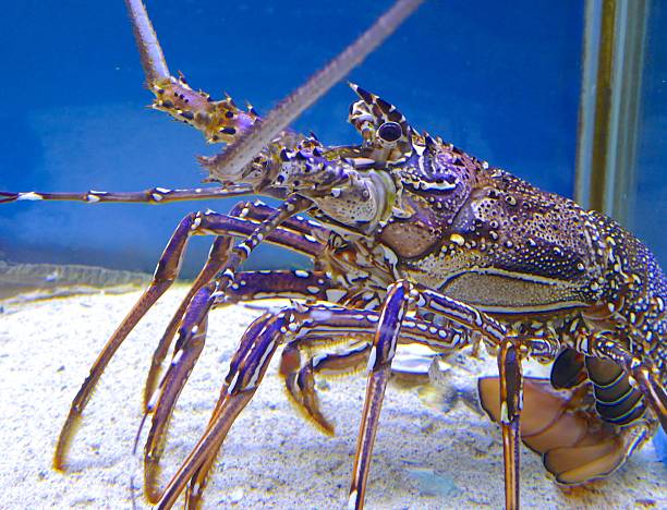 istock Lobster closeup in the aquarium 535522748