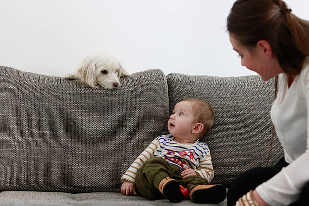 Baby looks at the dog stock photo