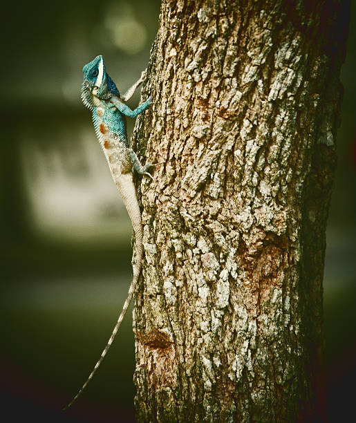 istock Chameleon on the tree, The white chameleon vintage style. 535525626