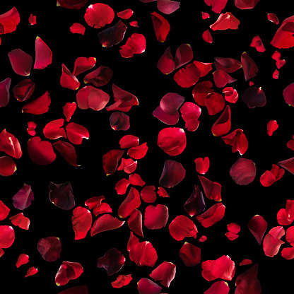 Seamless rose petals pattern in different dark red tones, studio photographed and isolated on absolute black