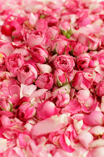 Petals of tea roses and buds background