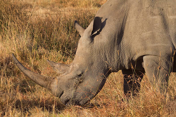 istock White Rhino in Nakuru Park 535529472