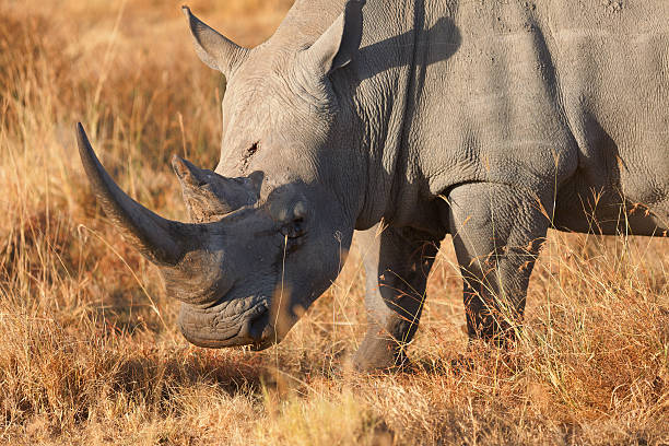 istock White Rhino in Nakuru Park, Kenya 535534968