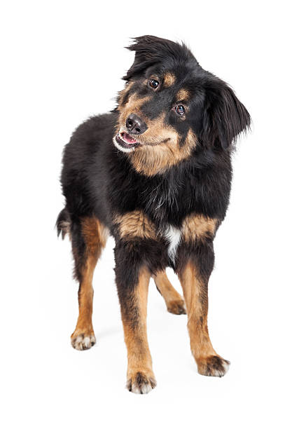 istock English Shepherd Mixed Breed Dog Standing 535535355