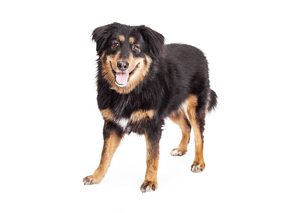 istock English Shepherd Cross Dog Standing 535535359