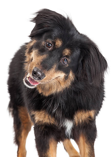 istock English Shepherd Cross Closeup 535535361