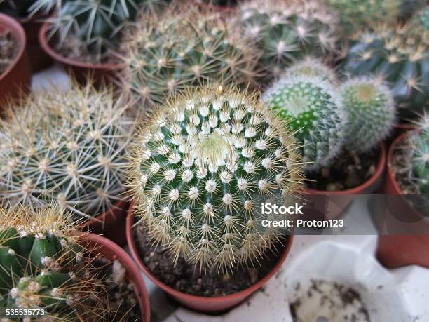 Succulents Stock Photo - Download Image Now - 2015, Cactus, Decoration