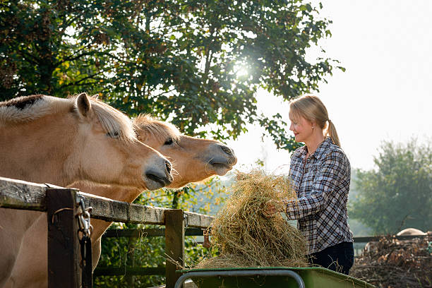 istock Woman feeding her horses 535536193