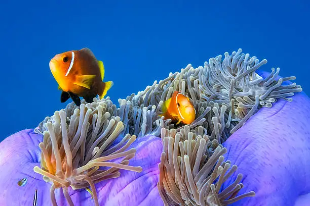 wildlife clown fish in an anemone on maledives