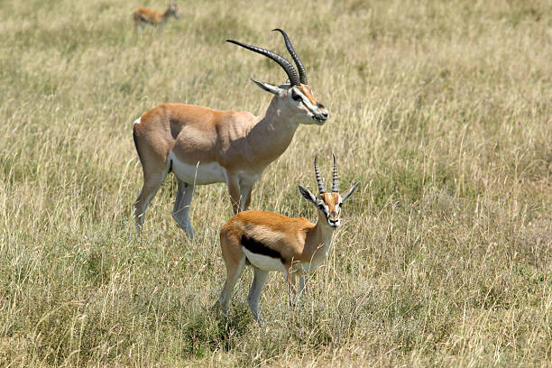 istock Thomson's and Grant's gazelles 535536703