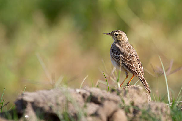 istock Paddyfield pipit in Nepal 535537053