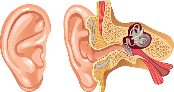 ilustraciones, imágenes clip art, dibujos animados e iconos de stock de anatomía de oreja humana-sección transversal-ilustración - human ear
