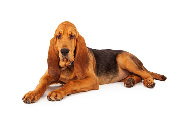 Adorable Large Bloodhound Puppy A cute young Bloodhound puppy laying down on a white background bloodhound stock pictures, royalty-free photos & images