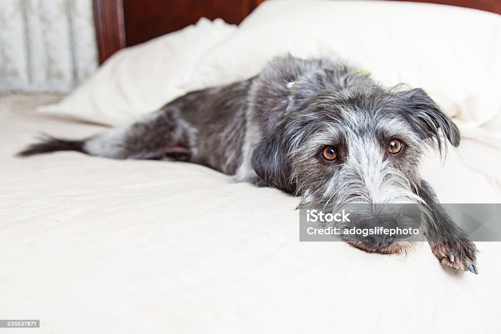 Tired Dog Laying in Bed A cute scruffy mixed breed dog with a tired expression laying on a bed 2015 Stock Photo