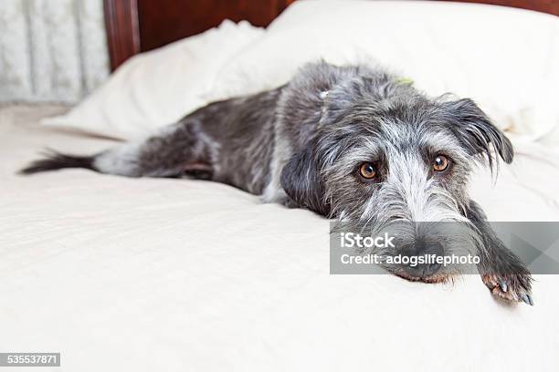Tired Dog Laying In Bed Stock Photo - Download Image Now - 2015, Animal, Bed - Furniture