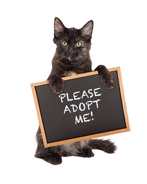 istock Black Kitten Holding Adopt Me Sign 535537879