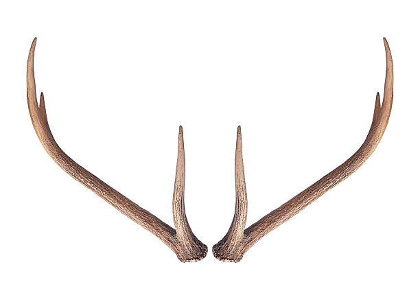 istock Whitetail Deer Antler Isolated on White 535538615