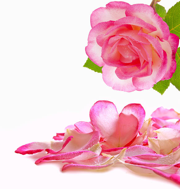 istock Love heart and rose petals. 535538679