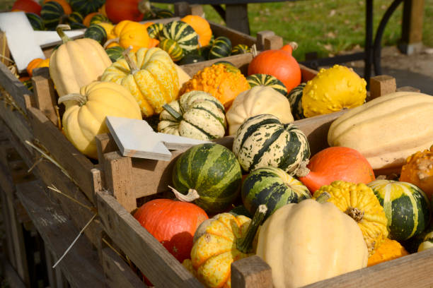 istock Ripe pumpkins, squash, hokkaidos 535539159
