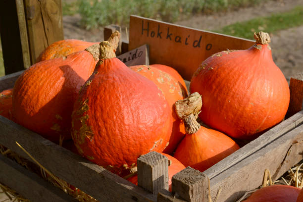 dojrzałe dynia hokkaido na zewnątrz na drewniane skrzynie - agricultural fair farmers market squash market zdjęcia i obrazy z banku zdjęć