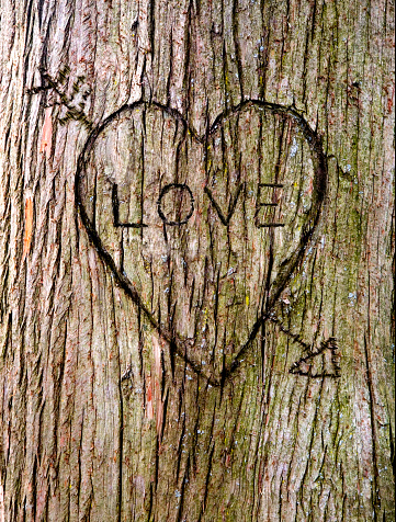 A tree carved with a heart and \