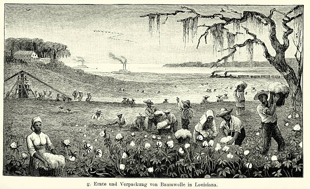 ilustrações de stock, clip art, desenhos animados e ícones de século xix da américa do norte – colheita de algodão no louisiana - slave labor