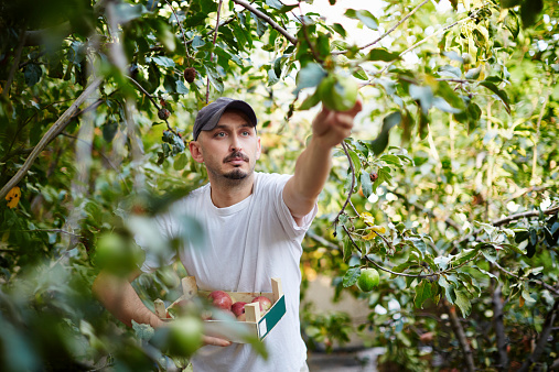 Farmer at apple orchard harvesting