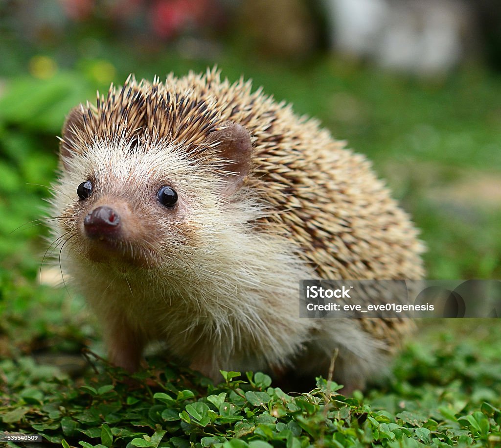 Hedgehog Hedgehog Stock Photo