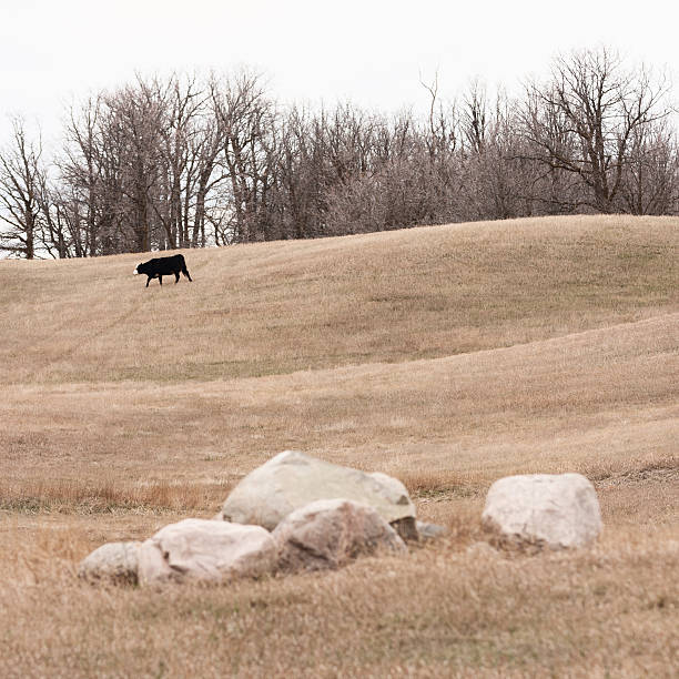 히어 포드 암소 한 힐 (spring - field hereford cattle domestic cattle usa 뉴스 사진 이미지