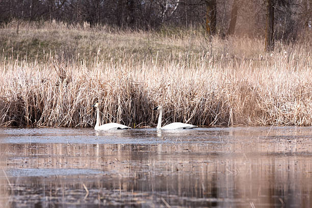 istock Pair of Trumpeter Swans 535541733