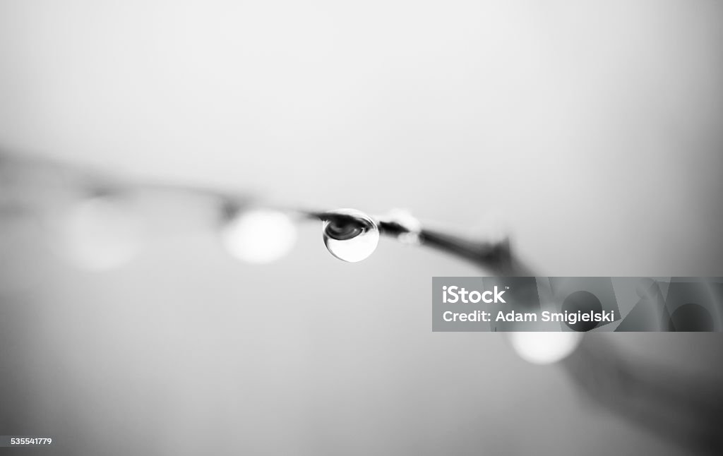 autumn raindrops on a branch 2015 Stock Photo