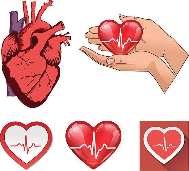 wektor zbiory serce człowieka symbole - heart shape human vein love human artery stock illustrations