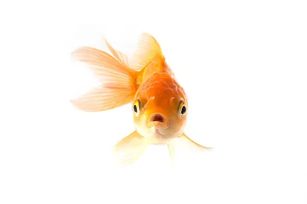 Studio Shot of Golden koi fish scared isolated on white background.