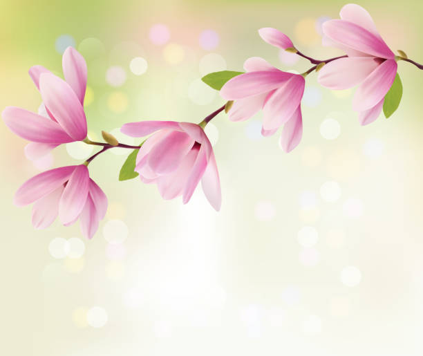 istock Spring background with blossom brunch of pink flowers. Vector 535542439