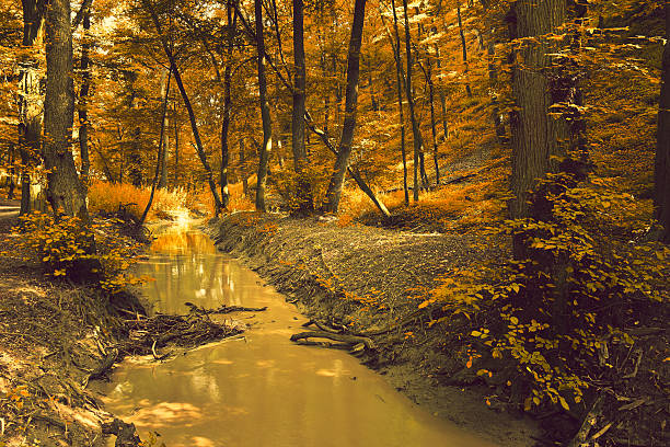 istock Stream in autumn national park 535542517
