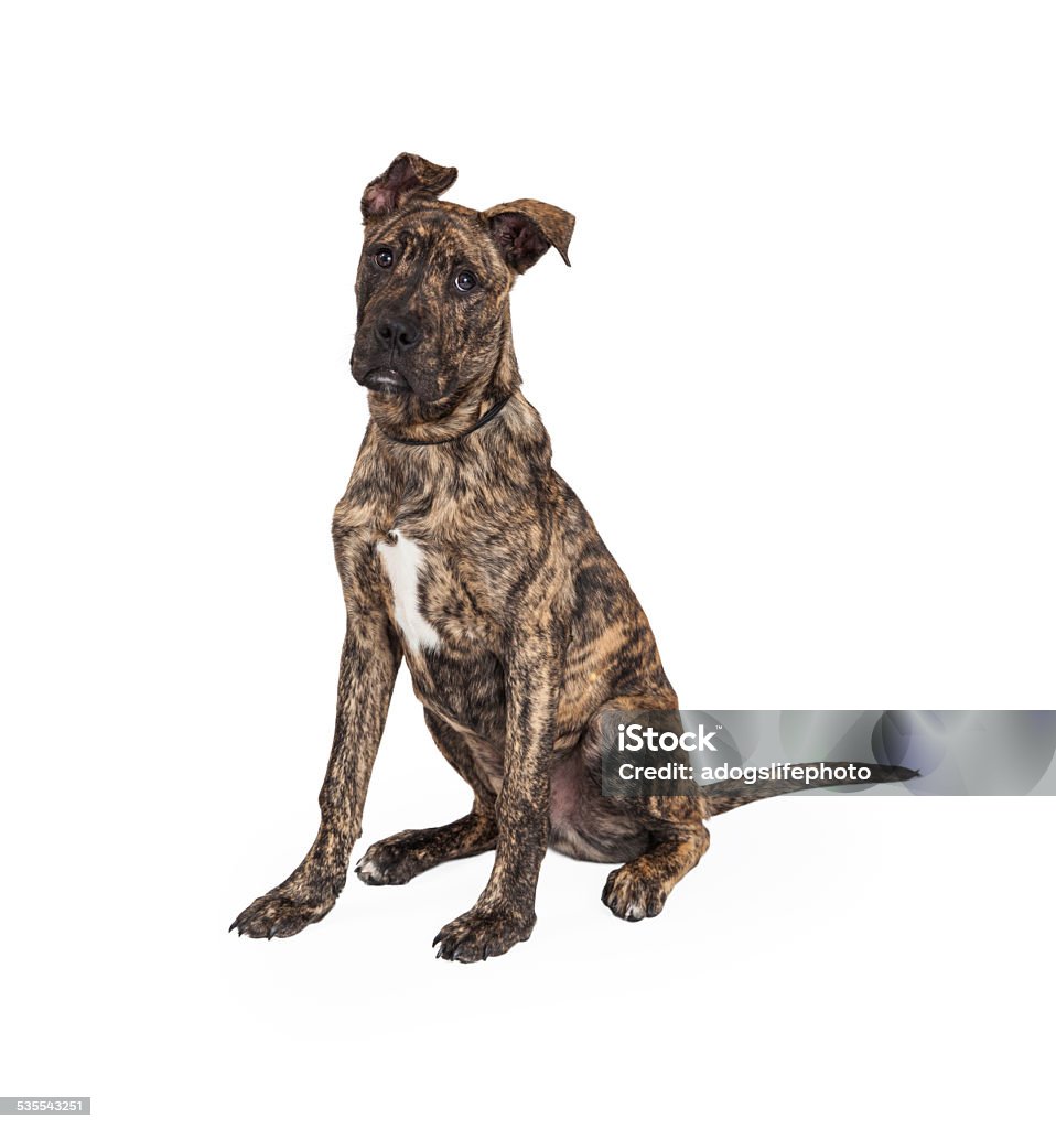 Benign her snigmord Great Dane And Boxer Mix Puppy Sitting Stock Photo - Download Image Now - Great  Dane, 2015, Animal - iStock