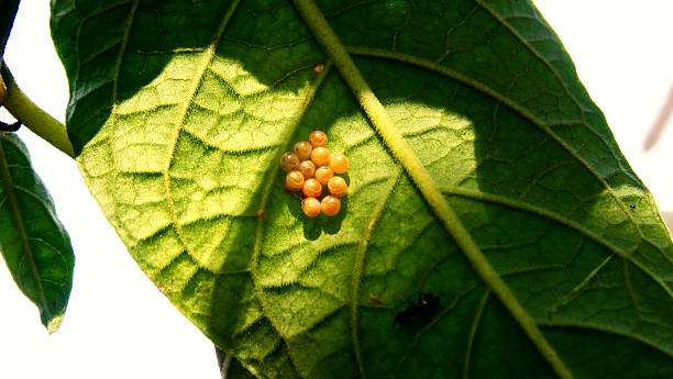 Butterfly eggs Butterfly eggs, most eggs are attached to the plant with a fast-drying glue-like chemical that the female butterfly secretes along with the egg. egg to caterpillar stock pictures, royalty-free photos & images